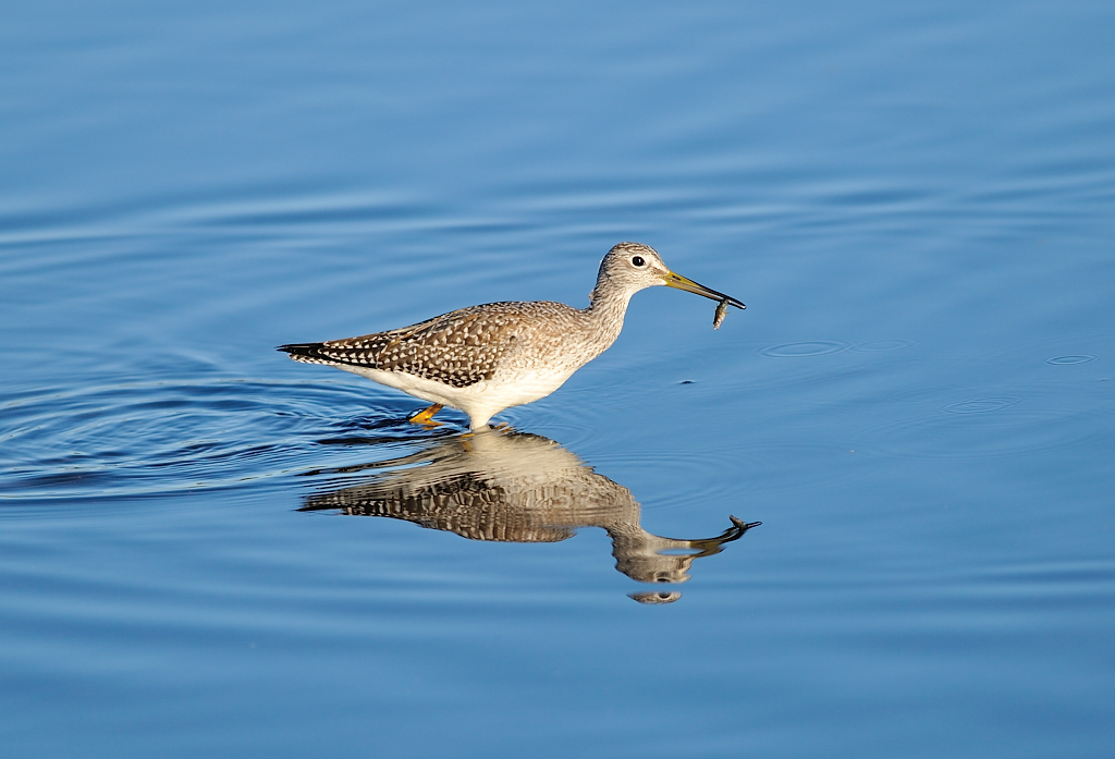 Greater Yellowlegs.JPG