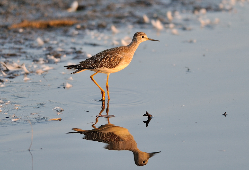 Lesser yellowlegs.JPG