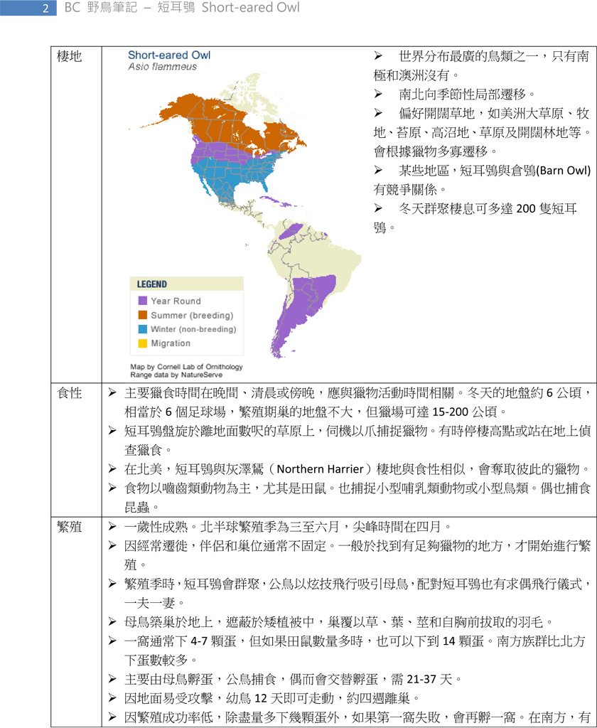 235-1 短耳鴞 Short-eared Owl-2.jpg