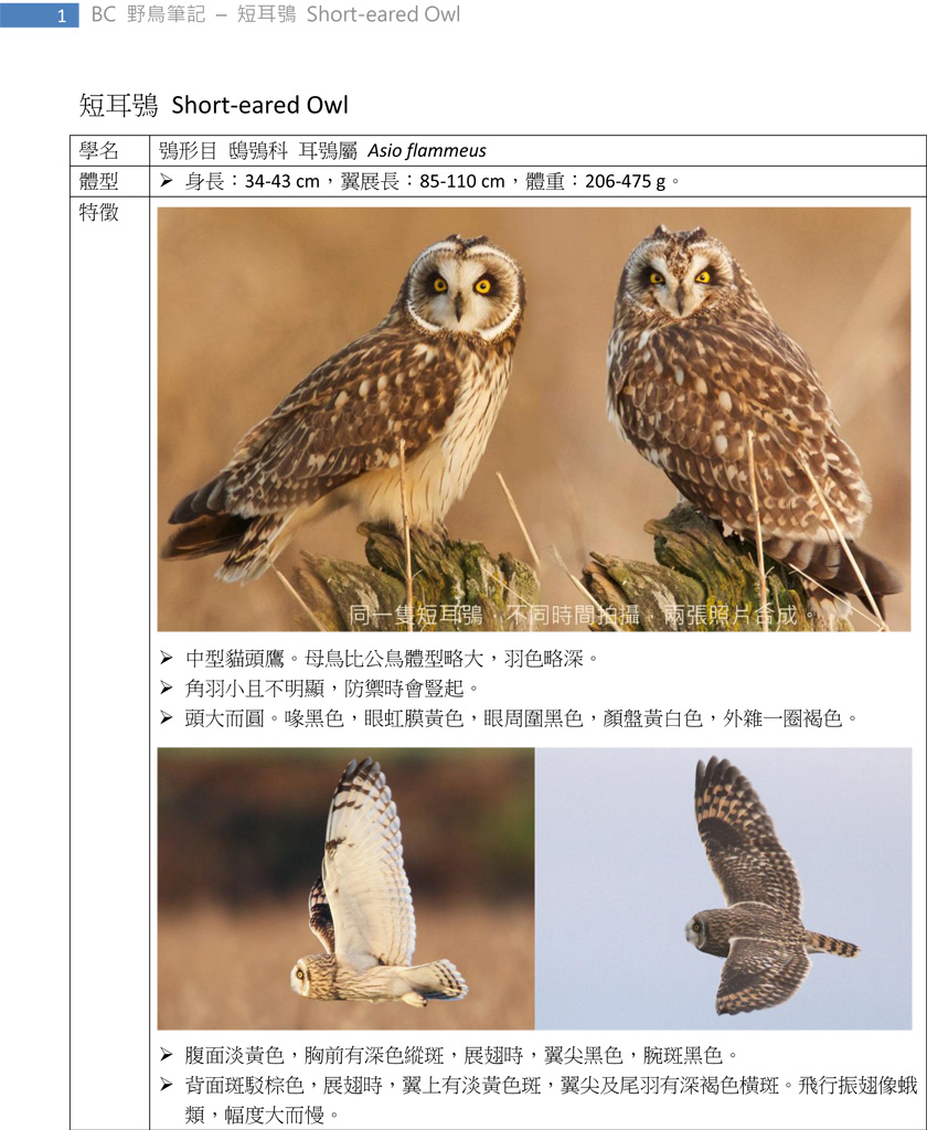 235-1 短耳鴞 Short-eared Owl-1.jpg