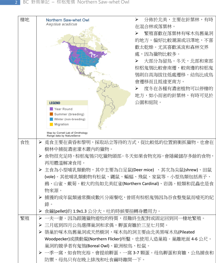 244-2 棕梠鬼鴞 Northern Saw-whet Owl-2.jpg