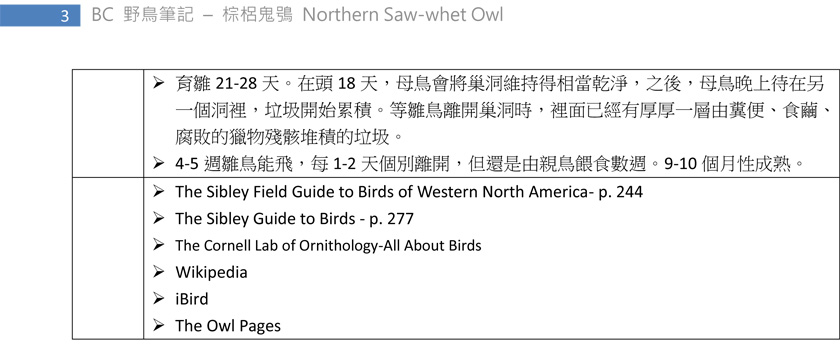 244-2 棕梠鬼鴞 Northern Saw-whet Owl-3.jpg