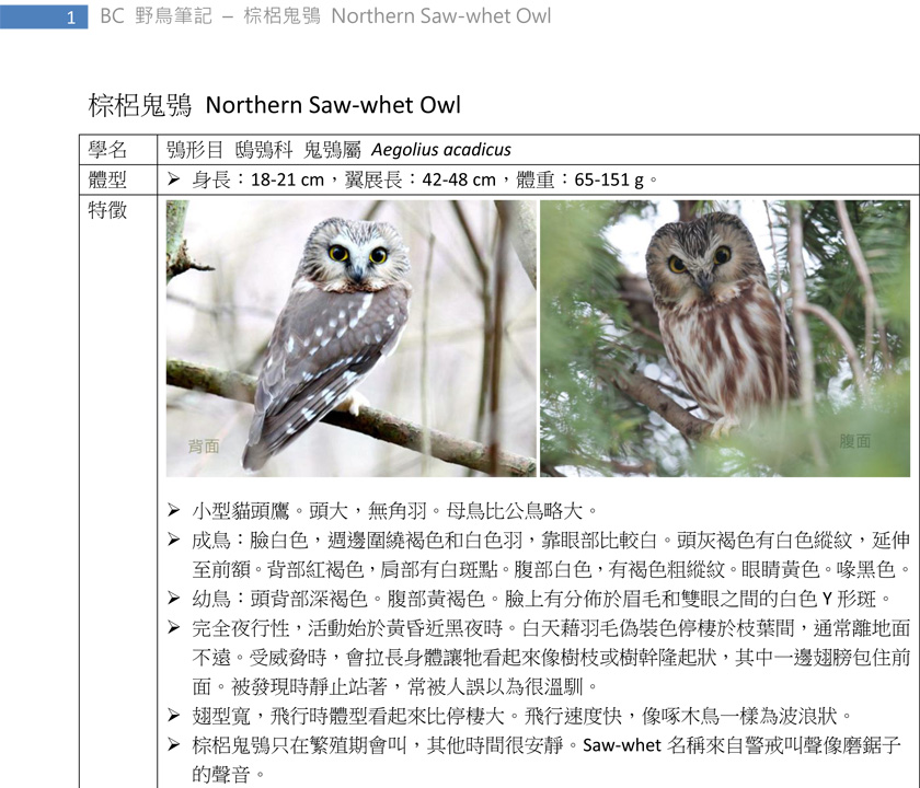 244-2 棕梠鬼鴞 Northern Saw-whet Owl-1.jpg