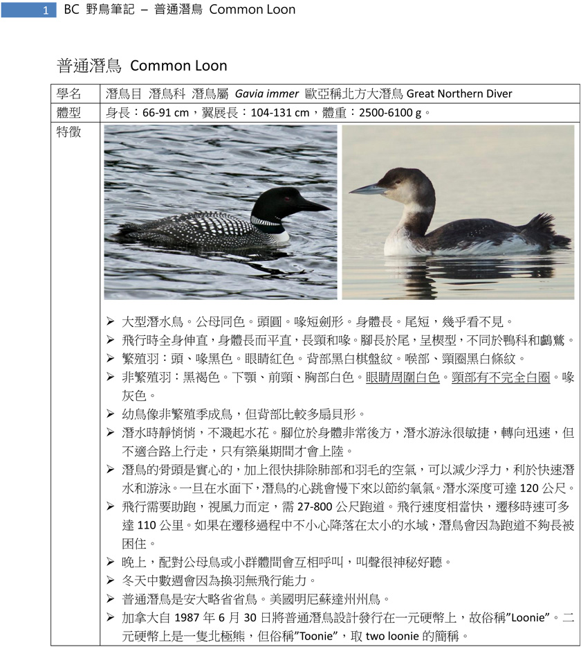 28-1 普通潛鳥 Common Loon-1.jpg