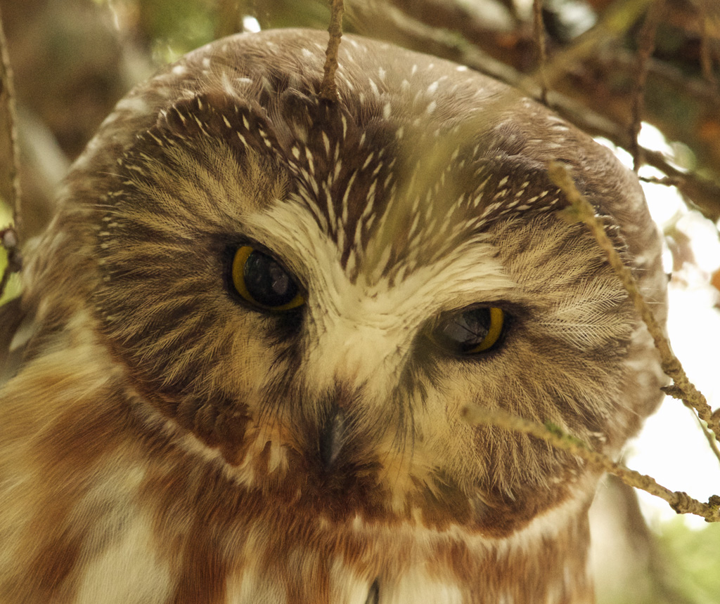 Northhern Saw-whet Owl-4-c.jpg