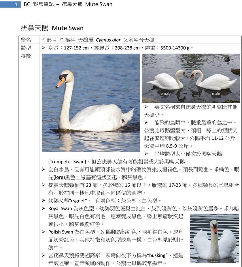 66-2 疣鼻天鵝 Mute Swan-1.jpg