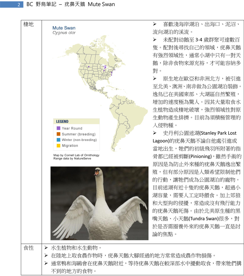 66-2 疣鼻天鵝 Mute Swan-2.jpg