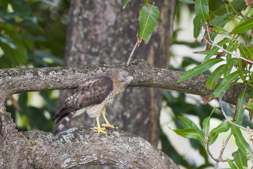 Broad-winged Hawk3B5X4815.jpg