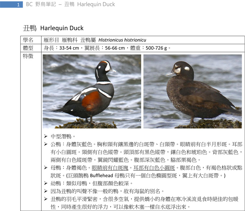 85-1 丑鴨 Harlequin Duck-1.jpg