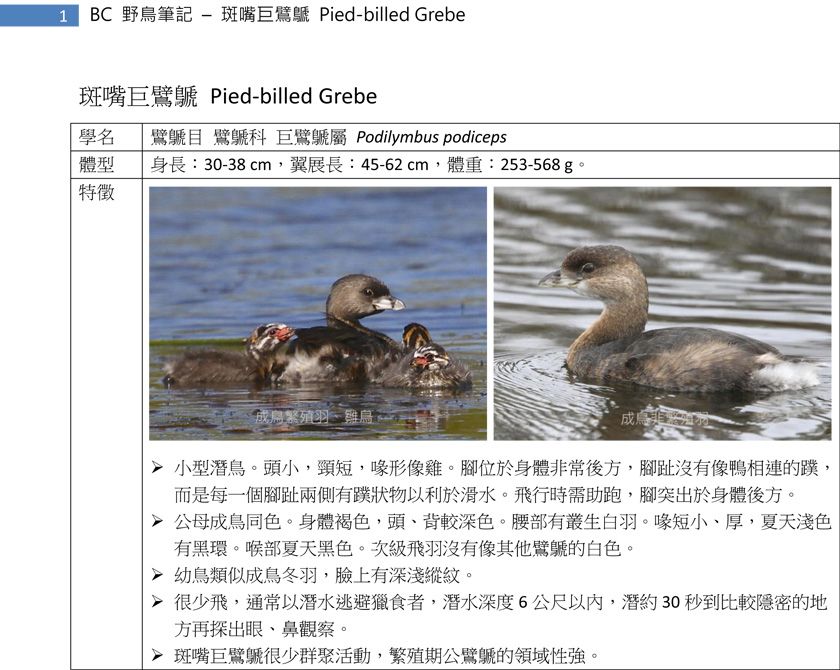 31-2 斑嘴巨鷿鷈 Pied-billed Grebe-1.jpg