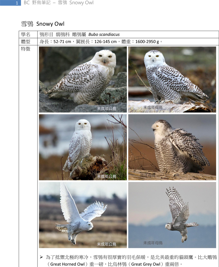 240-1 雪鴞 Snowy Owl-1.jpg