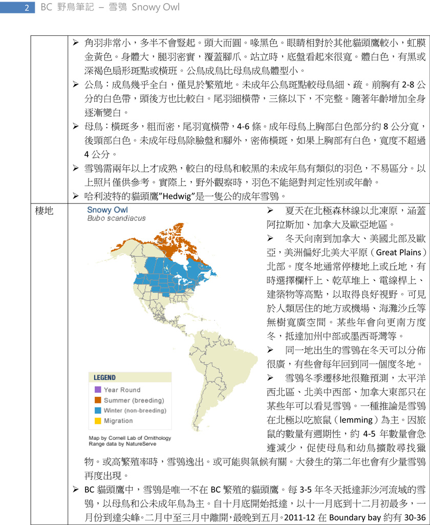 240-1 雪鴞 Snowy Owl-2.jpg