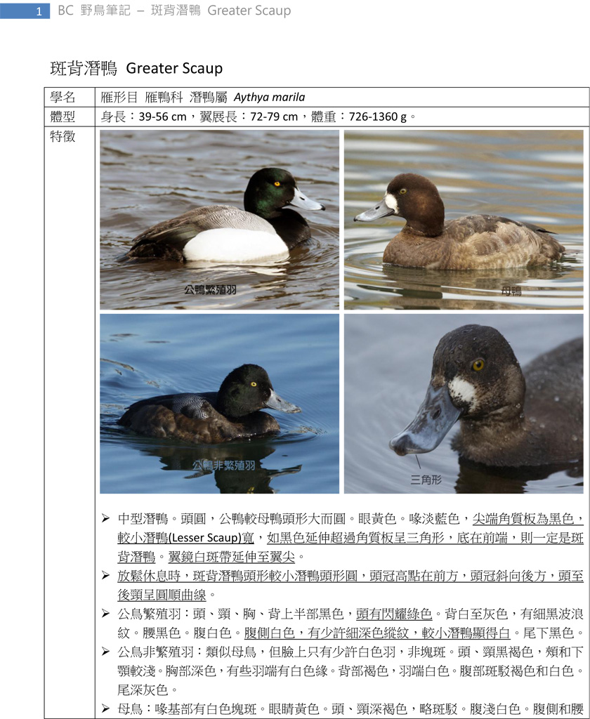 83 斑背潛鴨 Greater Scaup-1.jpg