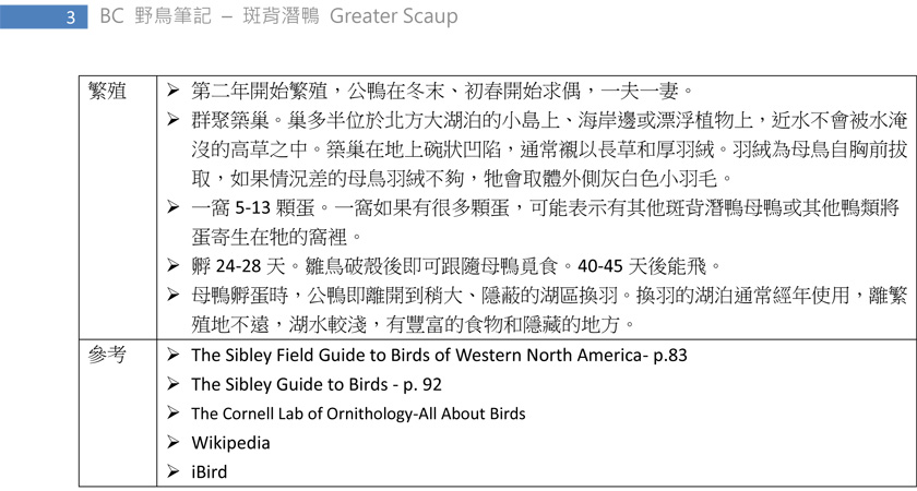 83 斑背潛鴨 Greater Scaup-3.jpg