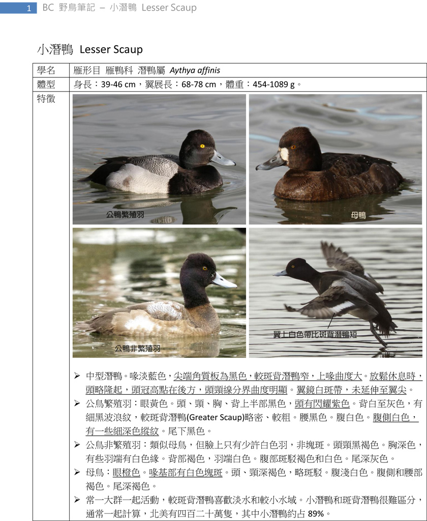 82-1 小潛鴨 Lesser Scaup-1.jpg