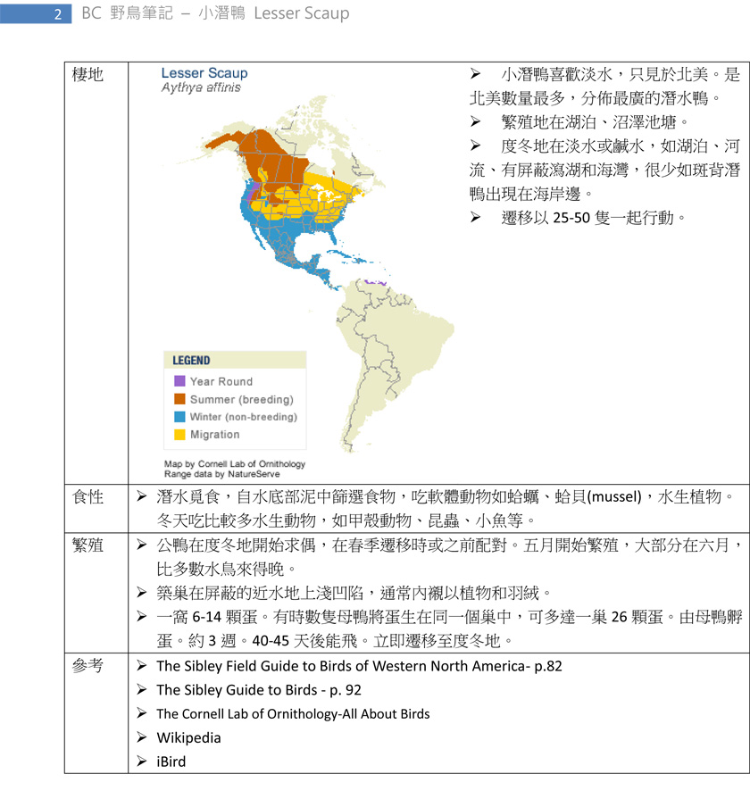 82-1 小潛鴨 Lesser Scaup-2.jpg