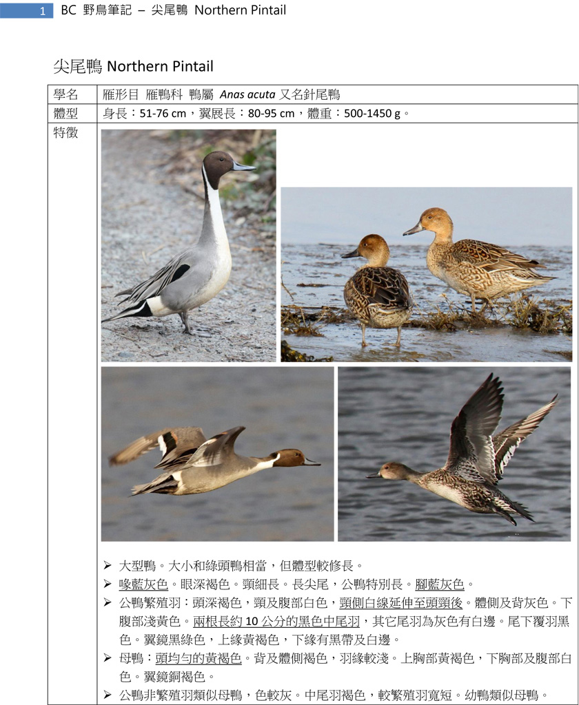 76-1 尖尾鴨 Northern Pintail-1.jpg