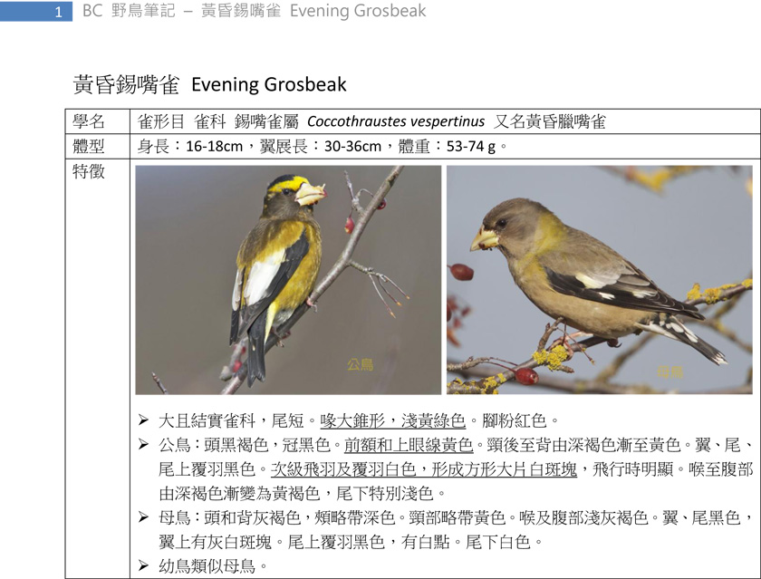 449 黃昏錫嘴雀 Evening Grosbeak-1.jpg