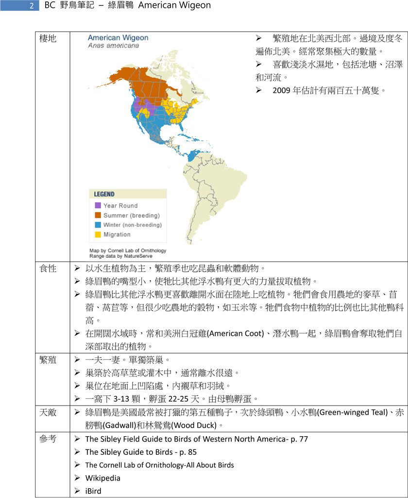 77-1 綠眉鴨 American Wigeon-2.jpg