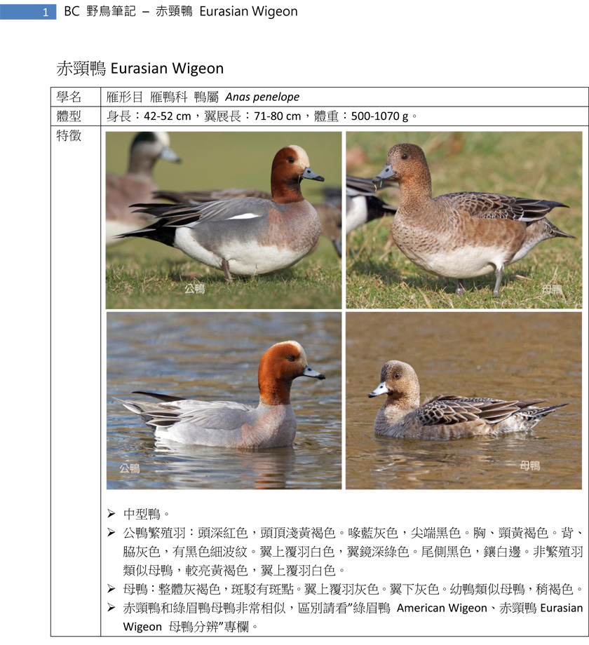 77-2 赤頸鴨Eurasian Wigeon-1.jpg