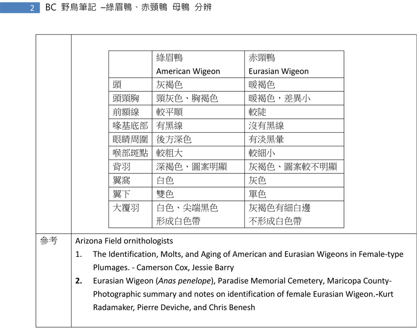 77  綠眉鴨和赤頸鴨 母鴨 分辨-2.jpg