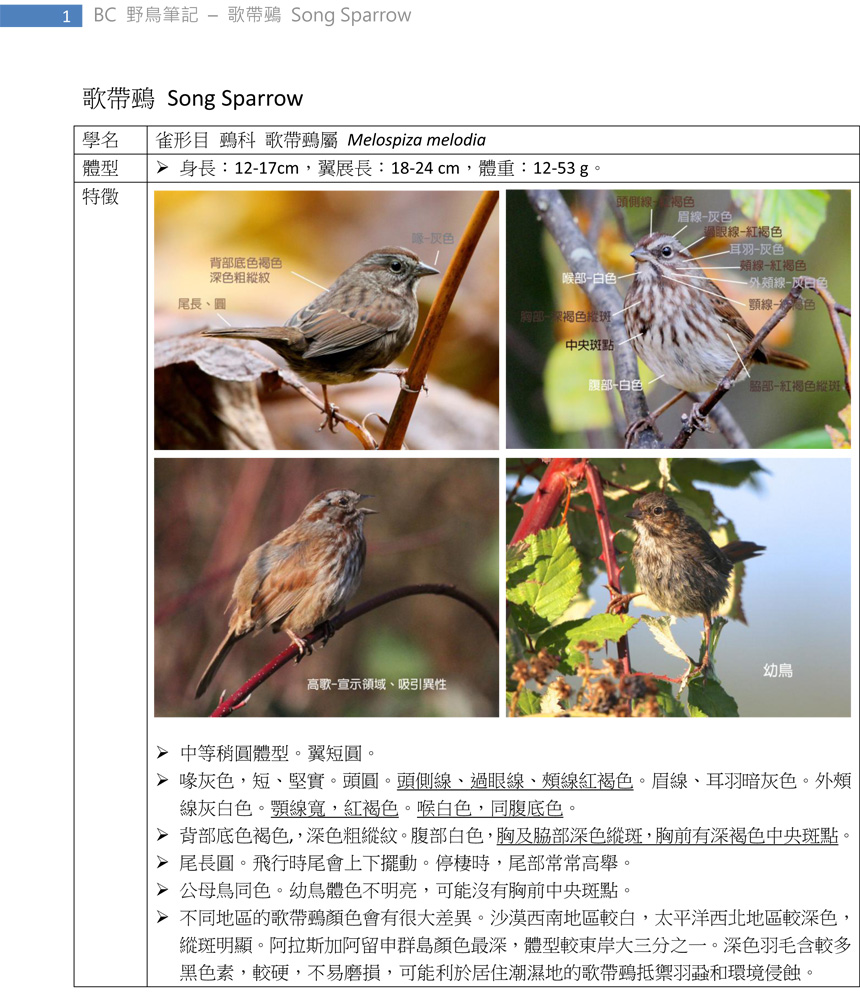 422 歌帶鵐 Song Sparrow-1.jpg