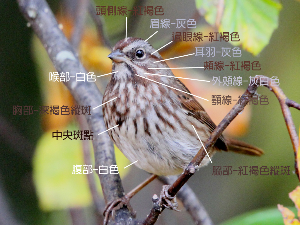 Song Sparrow-c.jpg