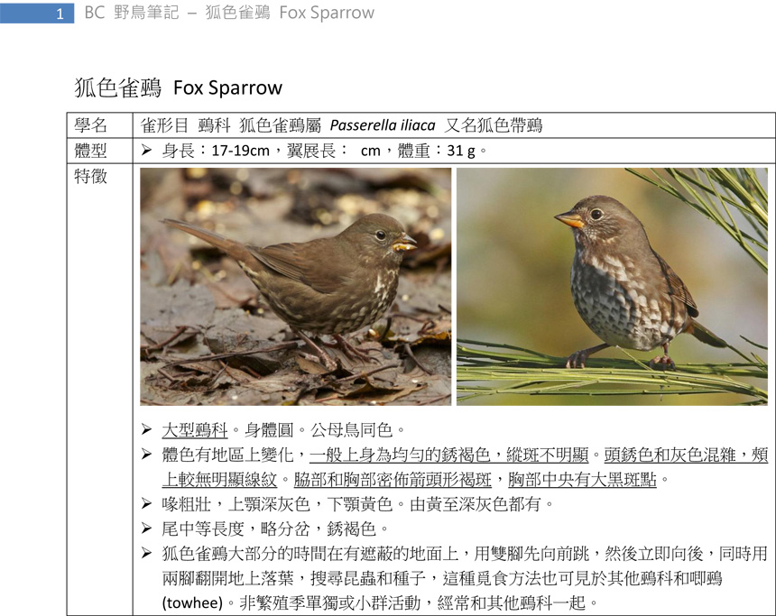 420 狐色雀鵐 Fox Sparrow-1.jpg
