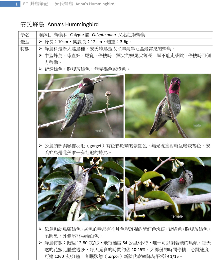 260-1 安氏蜂鳥 Anna's Hummingbird-1.jpg