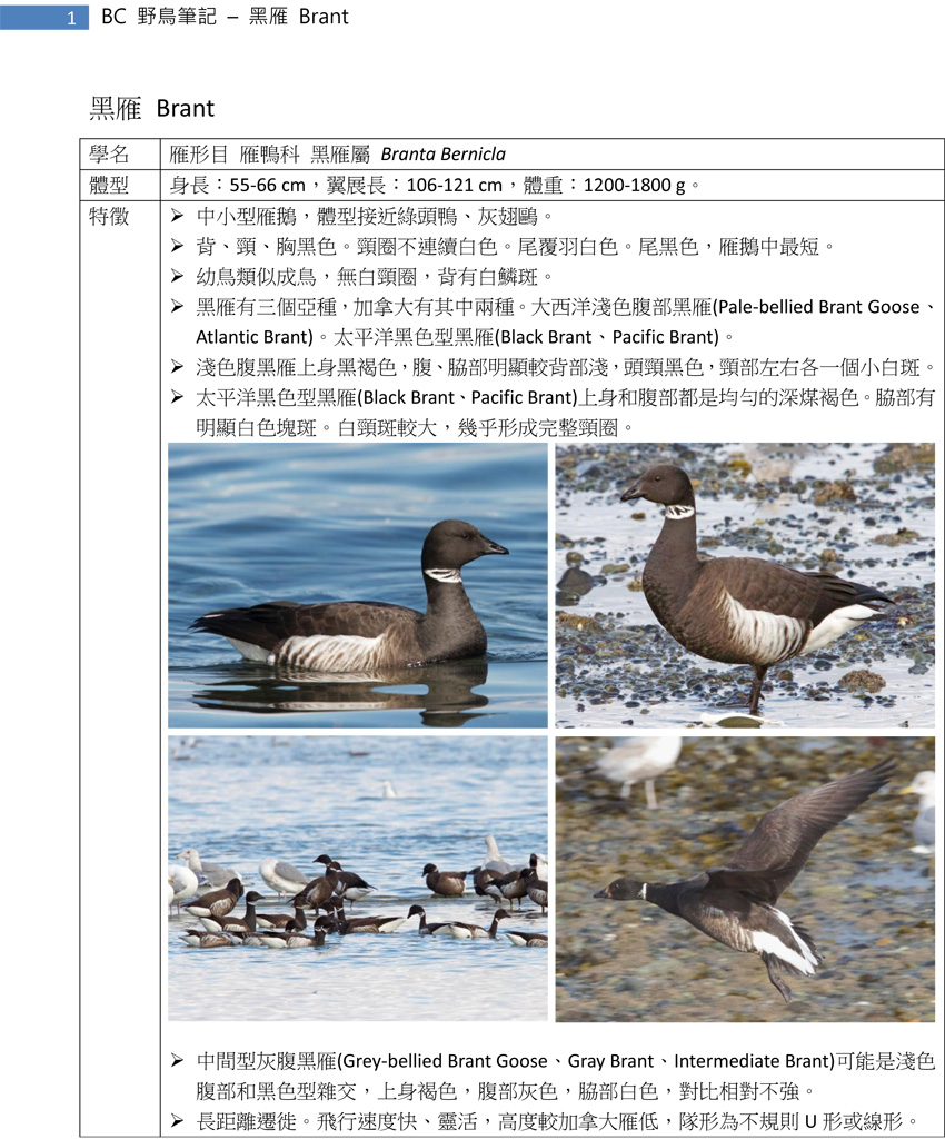 71 黑雁 Brant-1.jpg