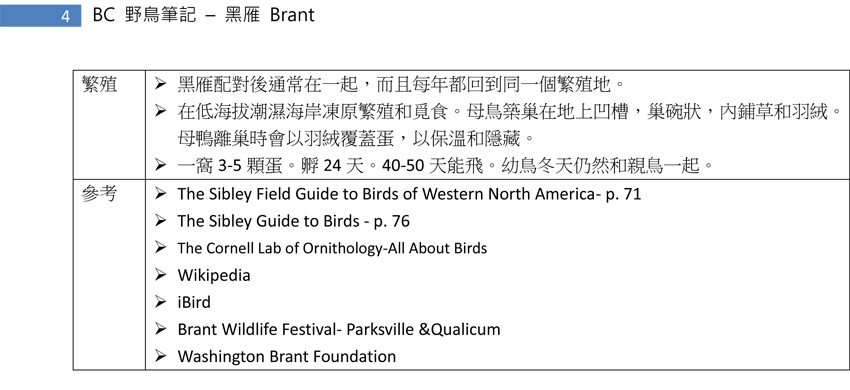 71 黑雁 Brant-4.jpg