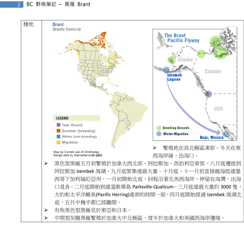 71 黑雁 Brant-2.jpg