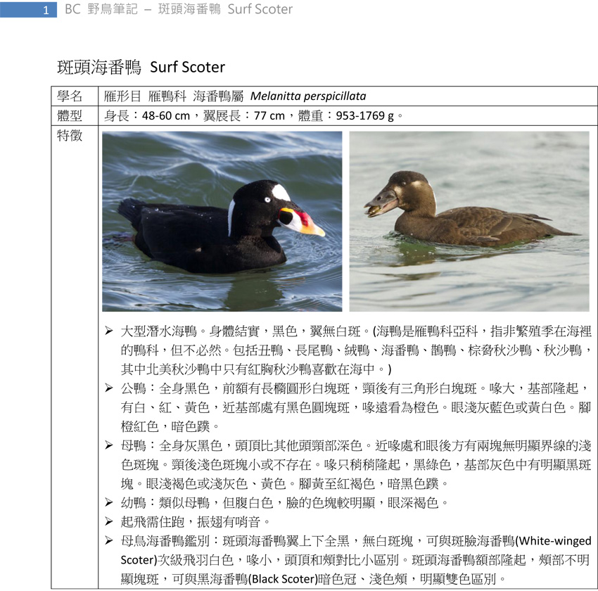 88-1 斑頭海番鴨 Surf Scoter-1.jpg