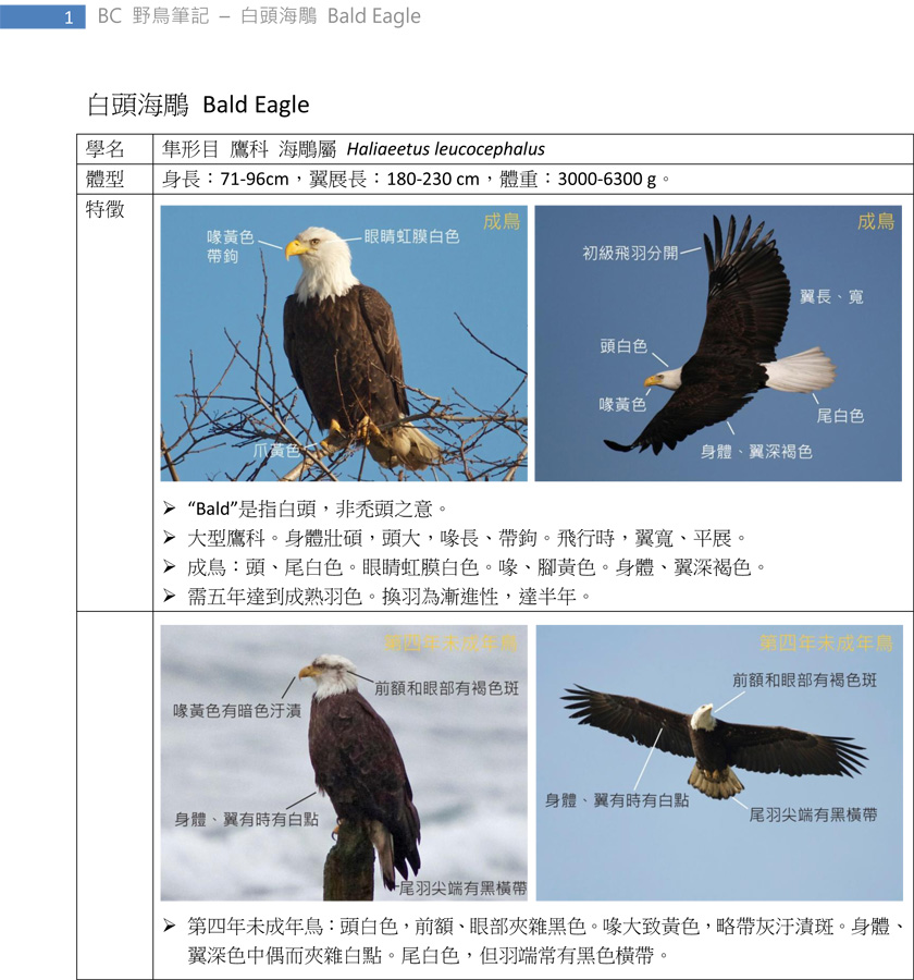 113 白頭海鵰 Bald Eagle-1.jpg