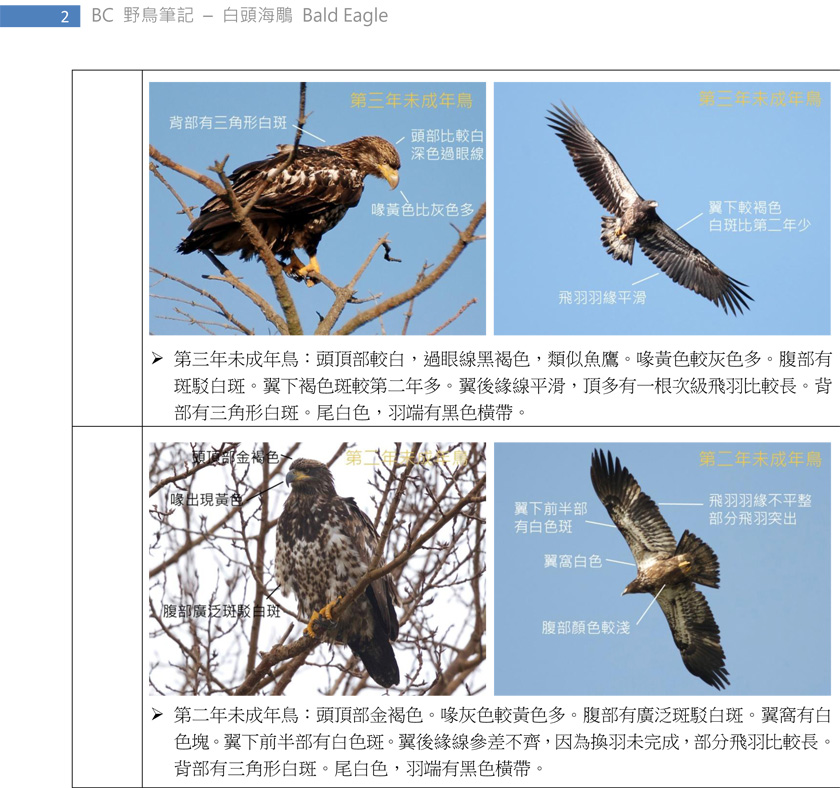 113 白頭海鵰 Bald Eagle-2.jpg