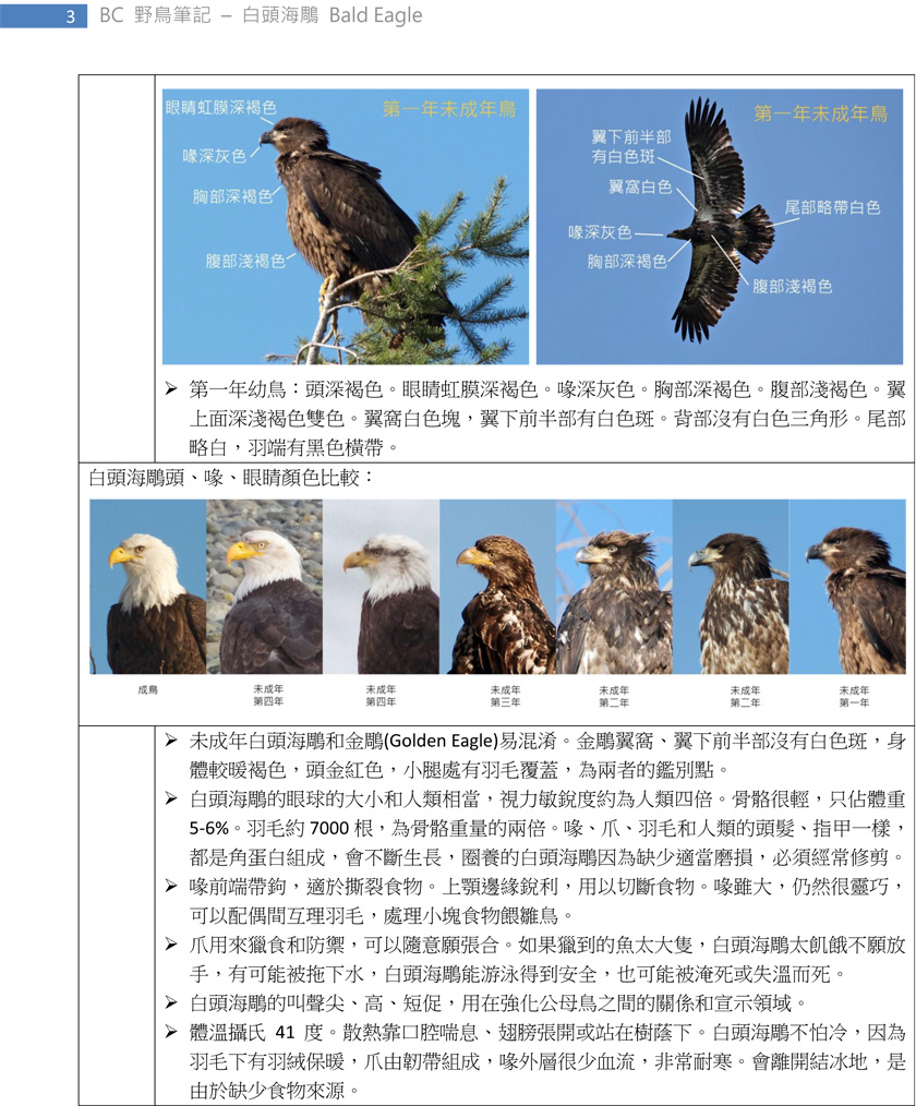 113 白頭海鵰 Bald Eagle-3.jpg