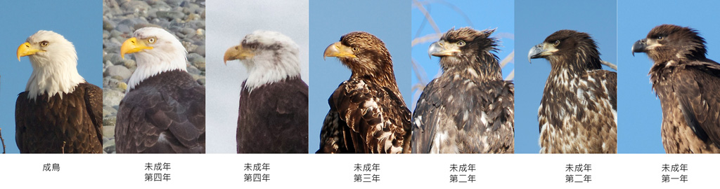Bald Eagle-compare-c.jpg