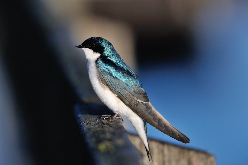 Tree Swallow.JPG