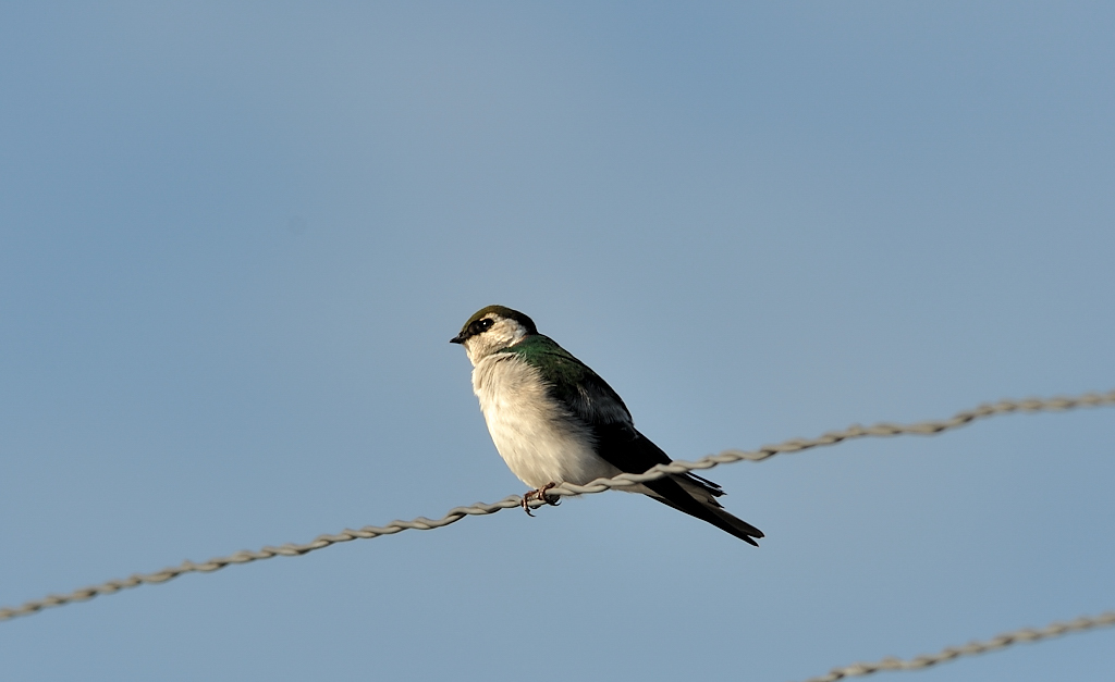 Violet-green Swallow.JPG