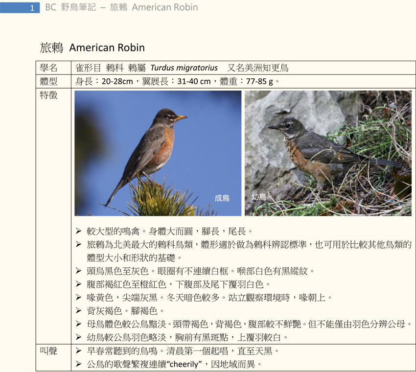 345 旅鶇 American Robin-1.jpg