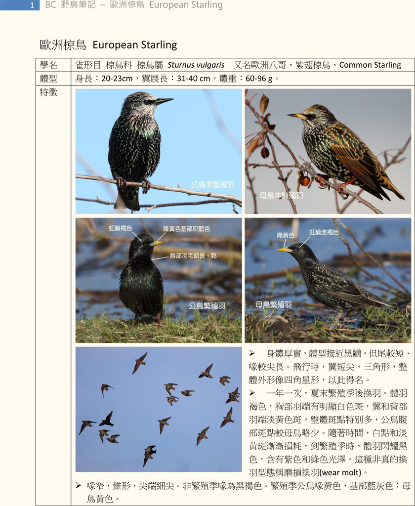 362 歐洲椋鳥 European Starling-1.jpg
