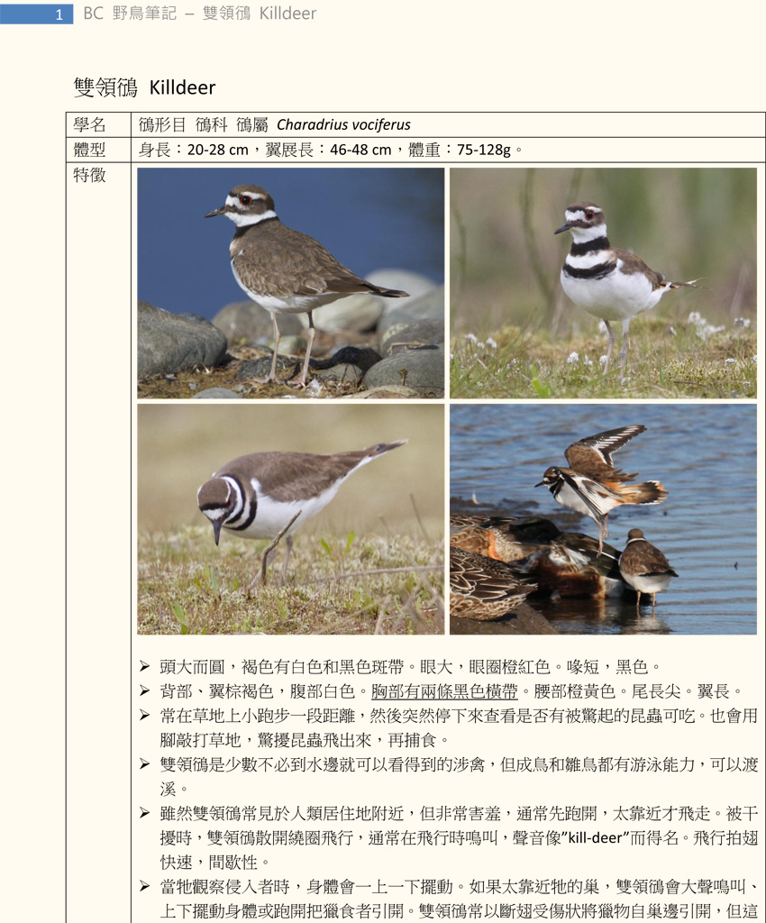 146-1 雙領鴴 Killdeer-1.jpg