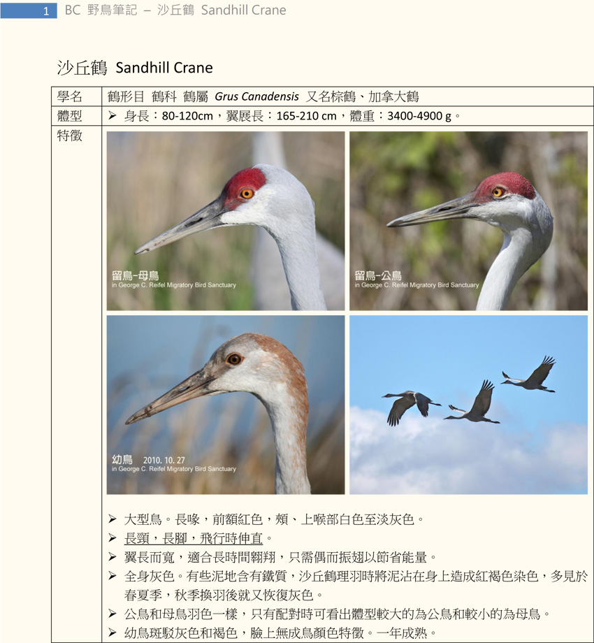 140 沙丘鶴 Sandhill Crane-1.jpg