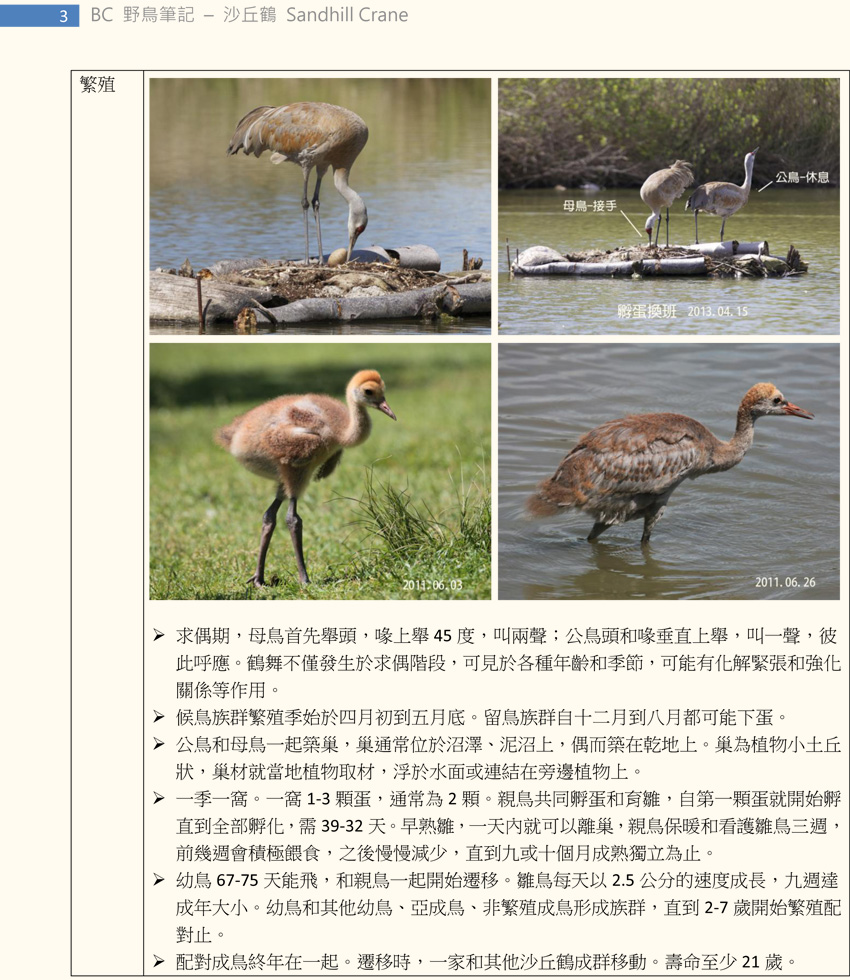 140 沙丘鶴 Sandhill Crane-3.jpg