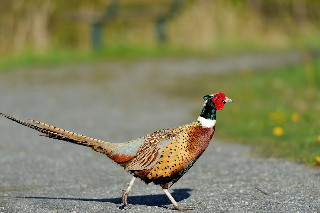 Ring-necked Pheasant.JPG