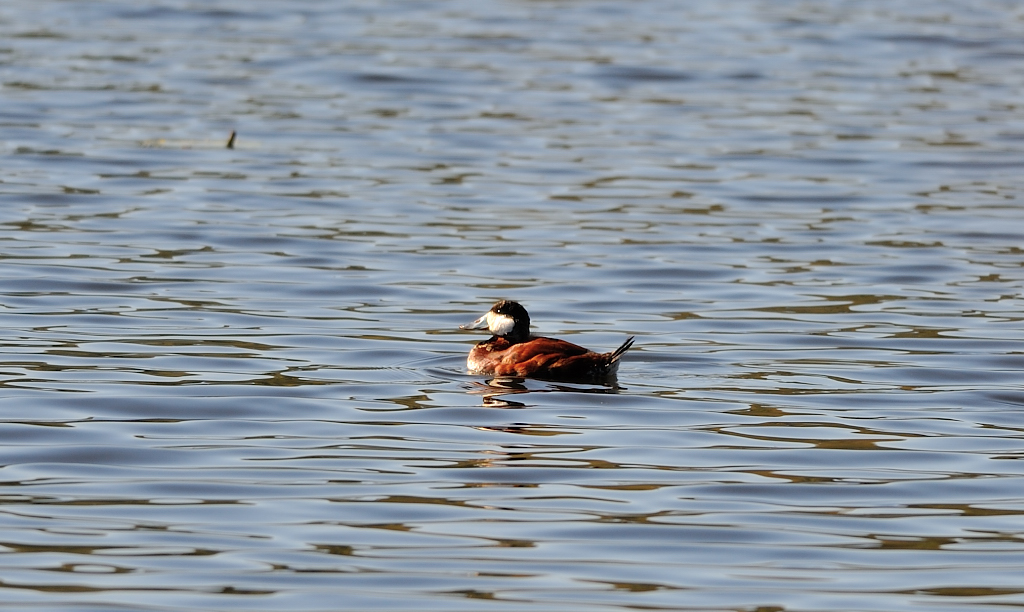 Ruddy Duck.JPG