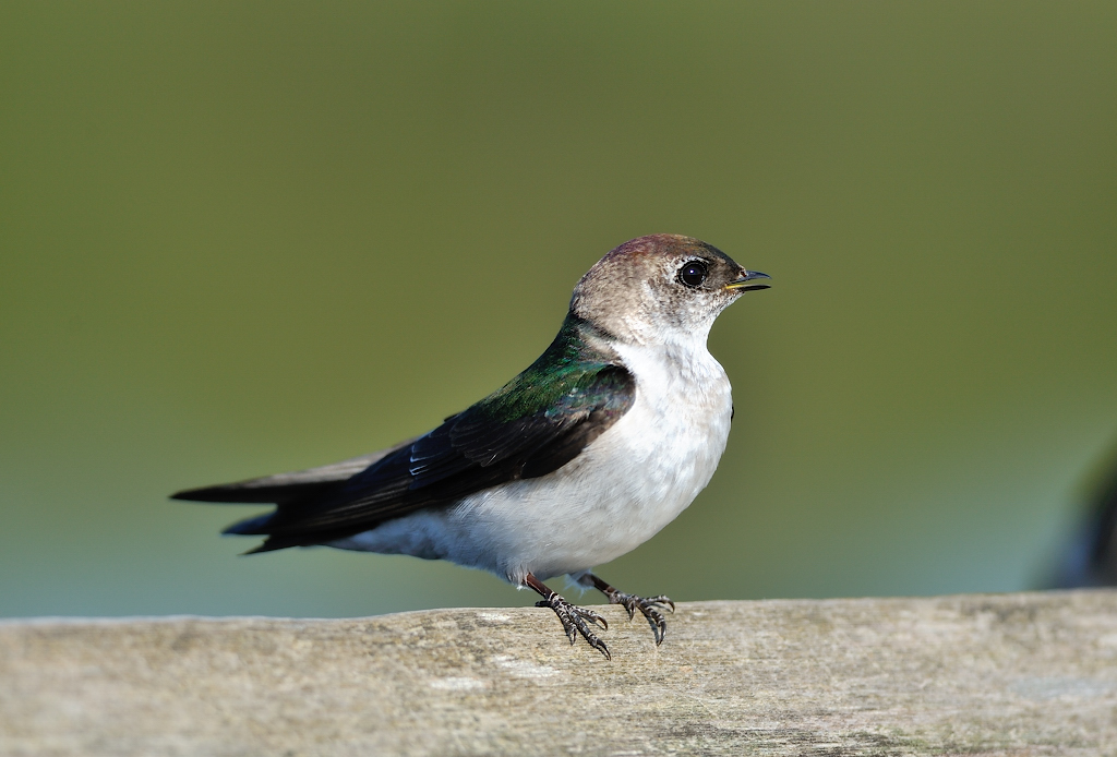 Violet-green Swallow(F).JPG
