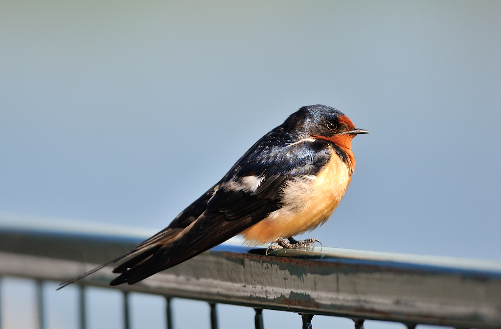 Barn Swallow.JPG