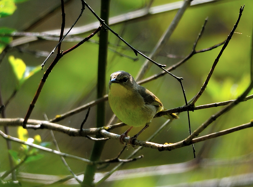 Orange-crowned Warbler.JPG