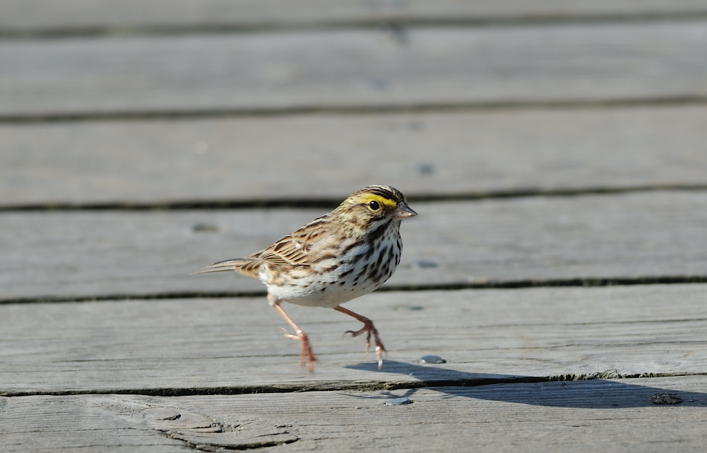 Savannah sparrow.JPG